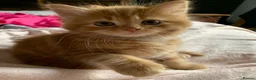 Turkish Angora cats for sale: 6 x Turkish Angora kittens - longhaired stunners - Advert 7