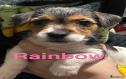 Mixed Breed dogs for sale: 6 Jack Russell x Yorkshire Terrier Puppies  - Image 4