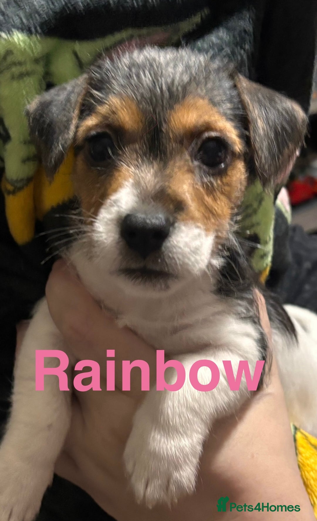 Mixed Breed dogs for sale: 6 Jack Russell x Yorkshire Terrier Puppies  - Image 4