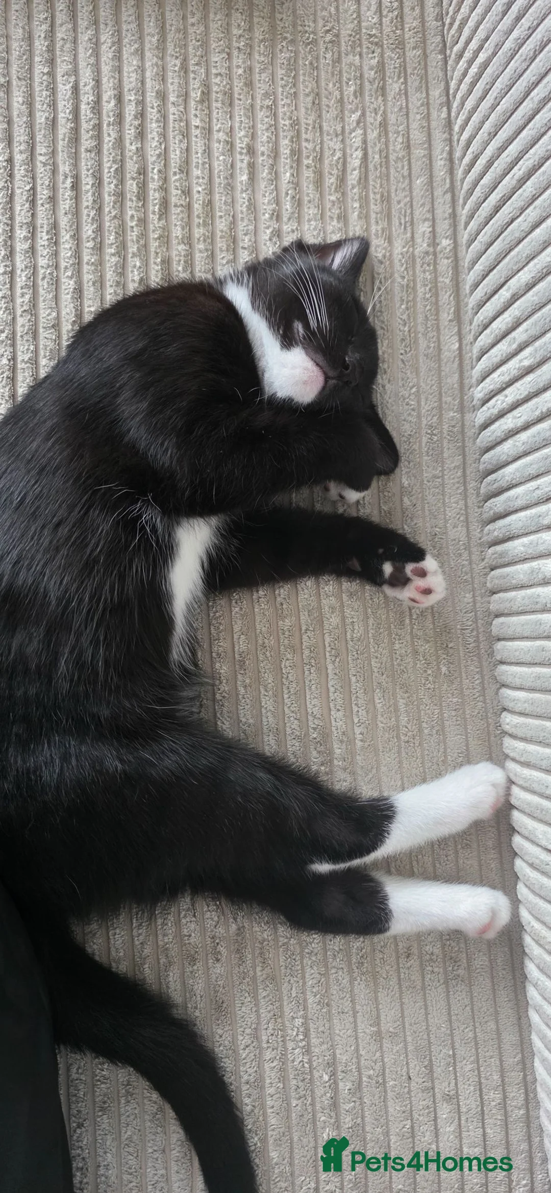 Mixed Breed cats for sale: A little cat is looking for a home  - Advert 2