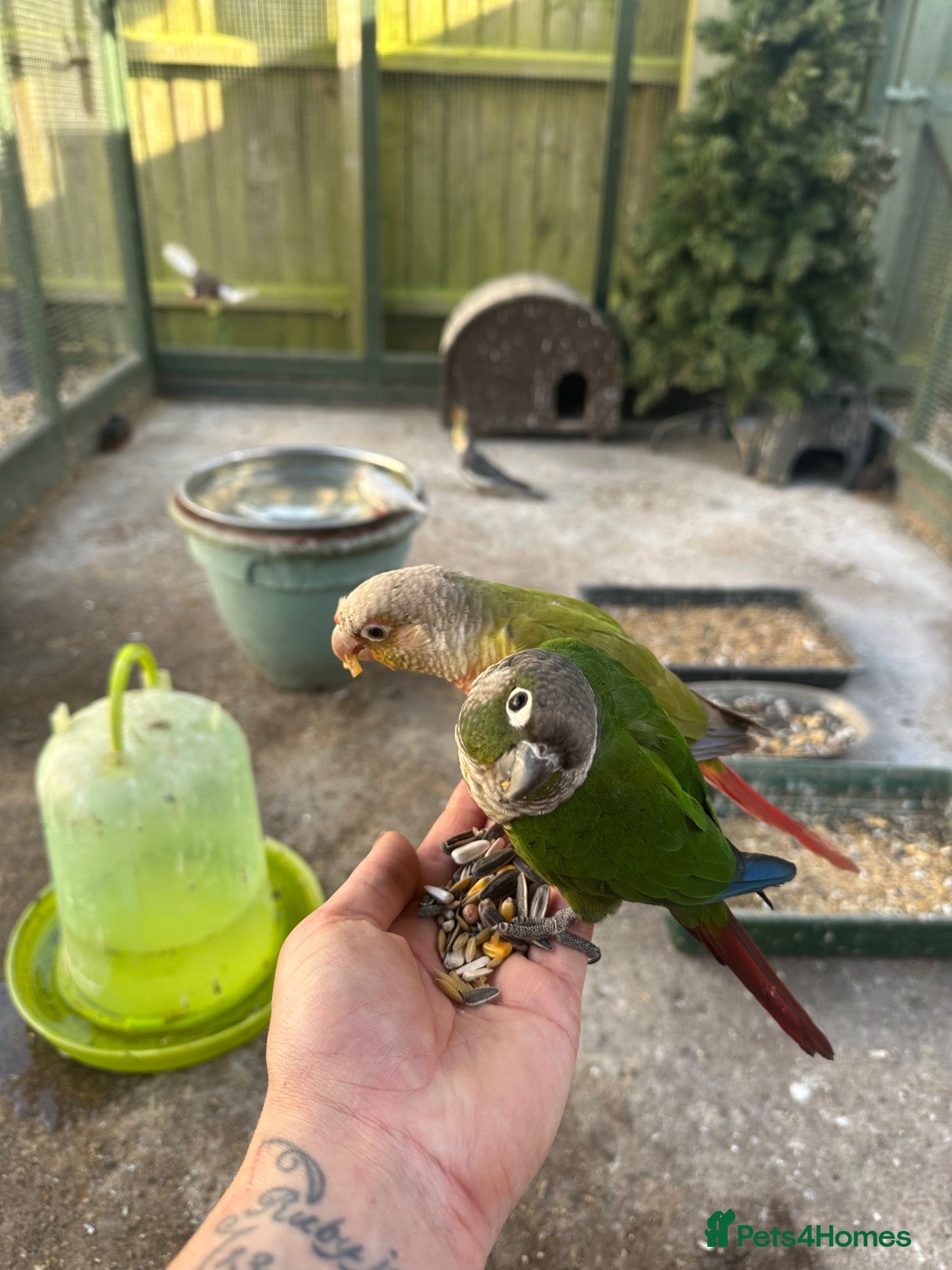 Conures birds Bonded pair of conures - Advert 1