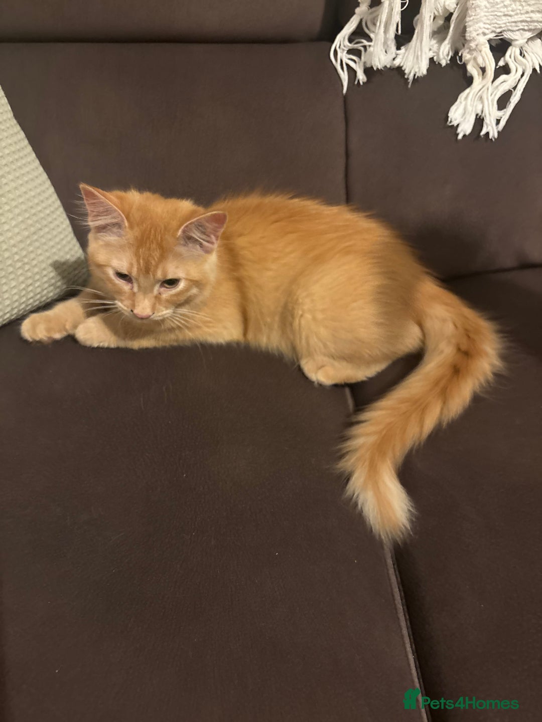 Mixed Breed cats for sale: Two lovely girls needing new home  - Image 4