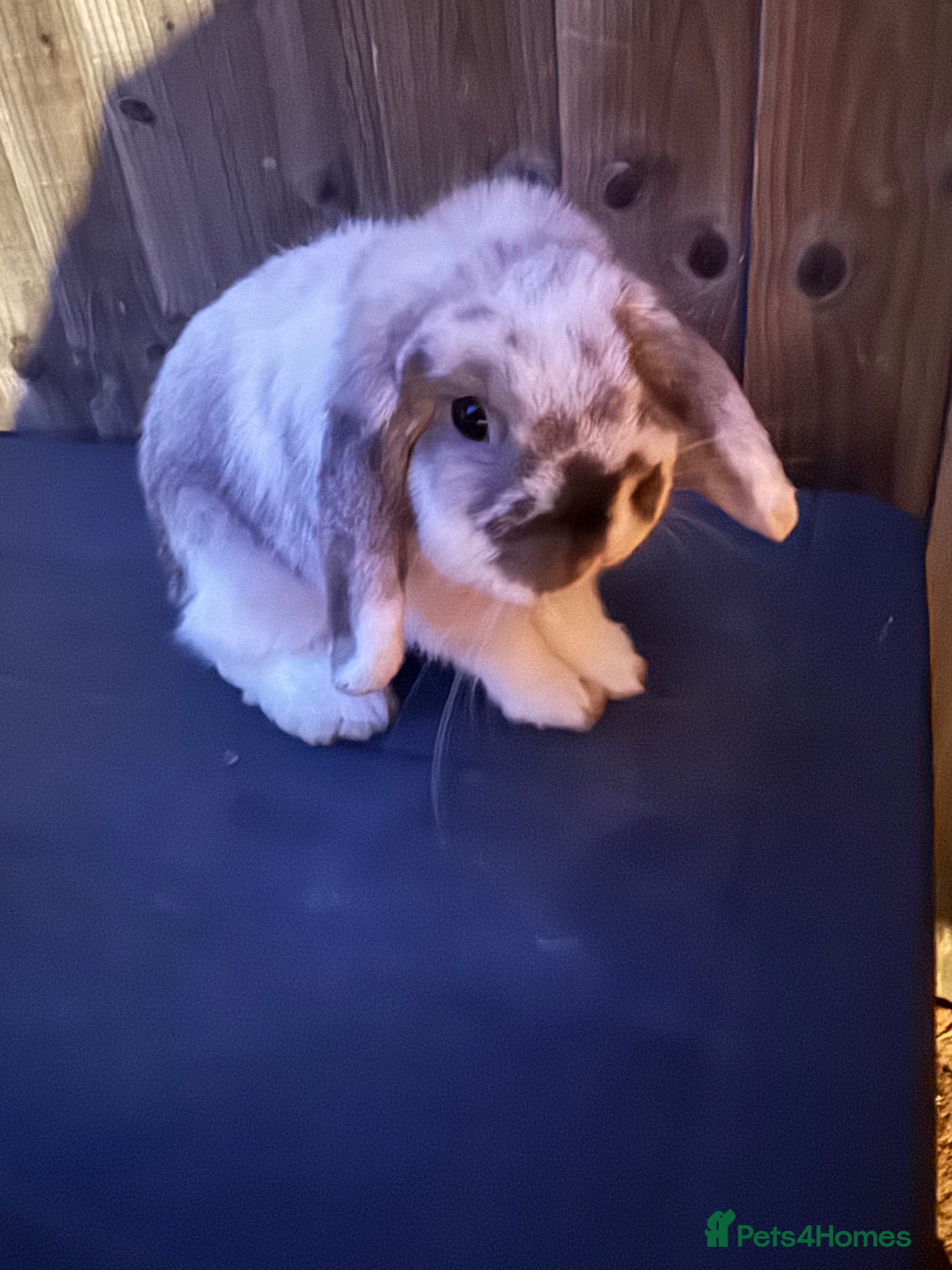 Mini Lop rabbits Mini Lops - Advert 1