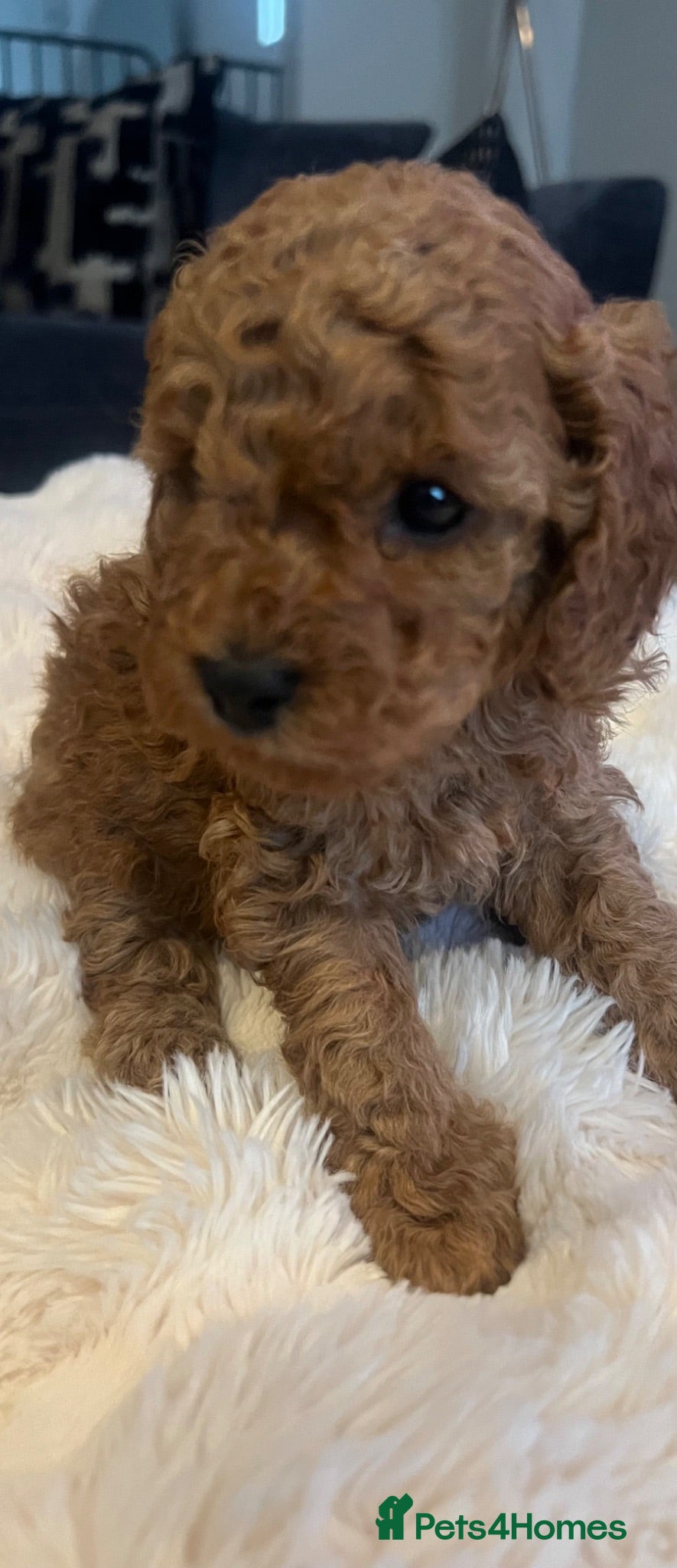 Cavapoo dogs 🐶 4 Amazing baby girl cavapoos 🐶 - Advert 3