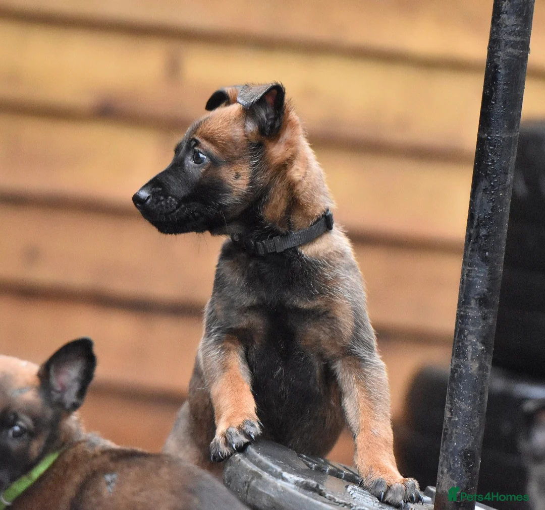 Belgian Shepherd Dog dogs for sale: Exclusive bloodlines  - Advert 35