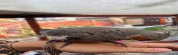 Cockatiels birds for sale: 2 grey cockatiels 2 months old in Enfield - Advert 4