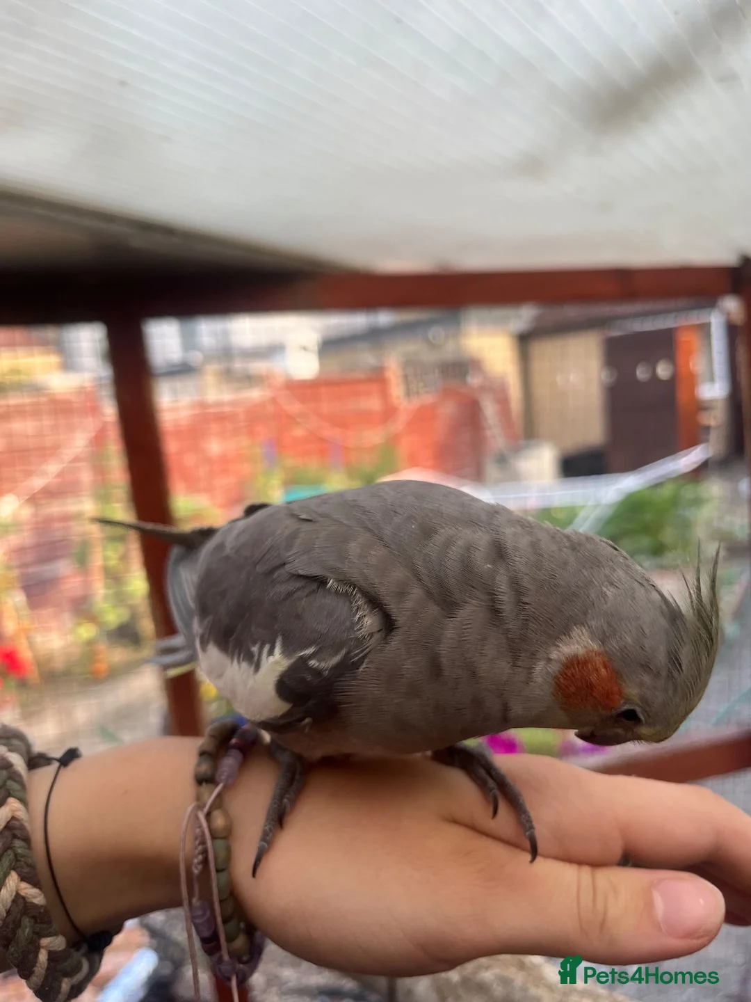 Cockatiels birds for sale: 2 grey cockatiels 2 months old in Enfield - Advert 4