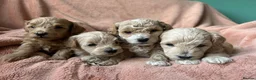 Maltipoo dogs for sale: Fully health tested confident happy maltipoo pups - Advert 7