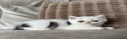 Exotic cats for sale: Ready to leave! 4 exotic shorthair boys  - Advert 5