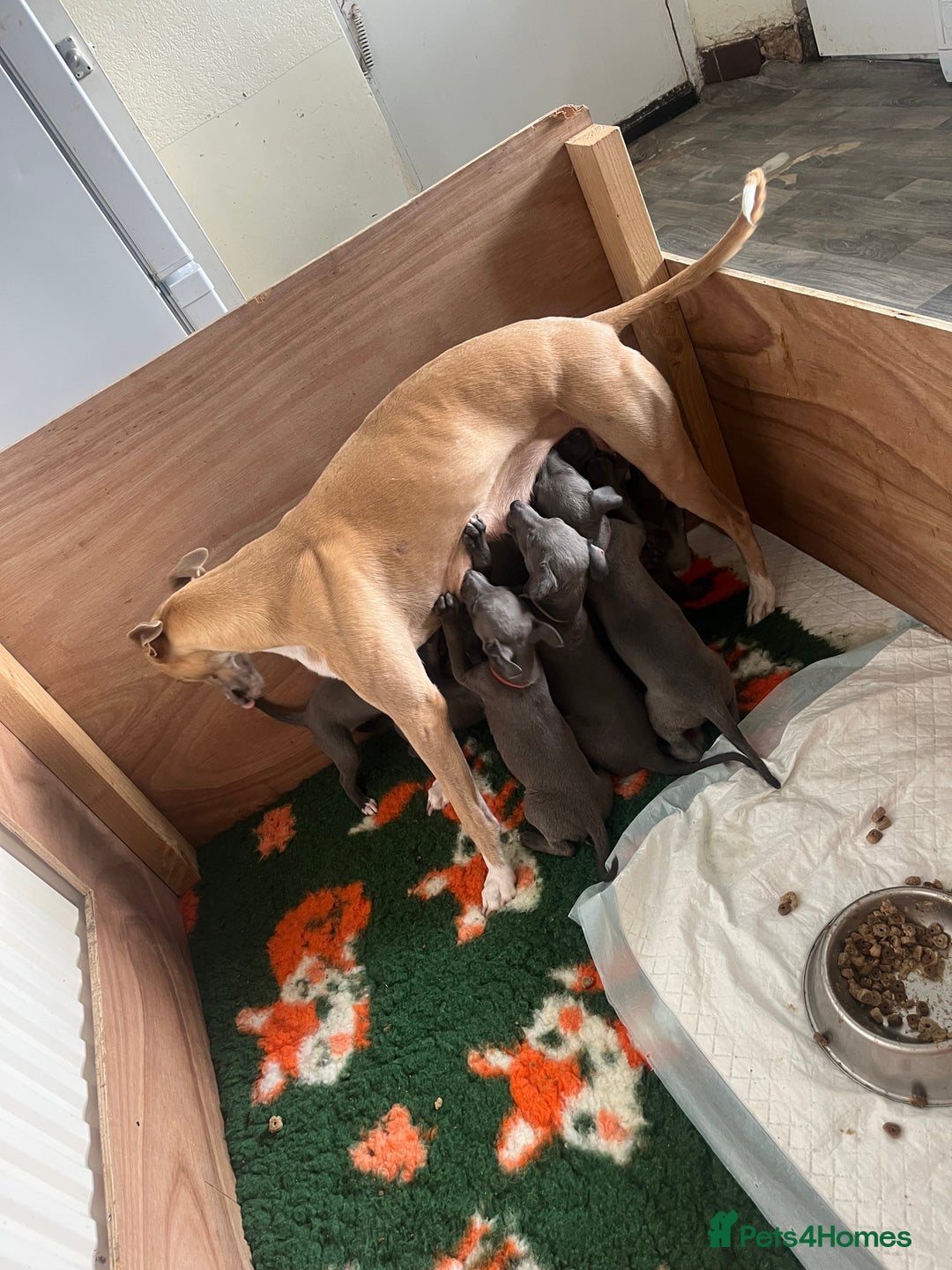 Whippet dogs for sale: Stunning Blue Whippet, white flecks  - Image 27