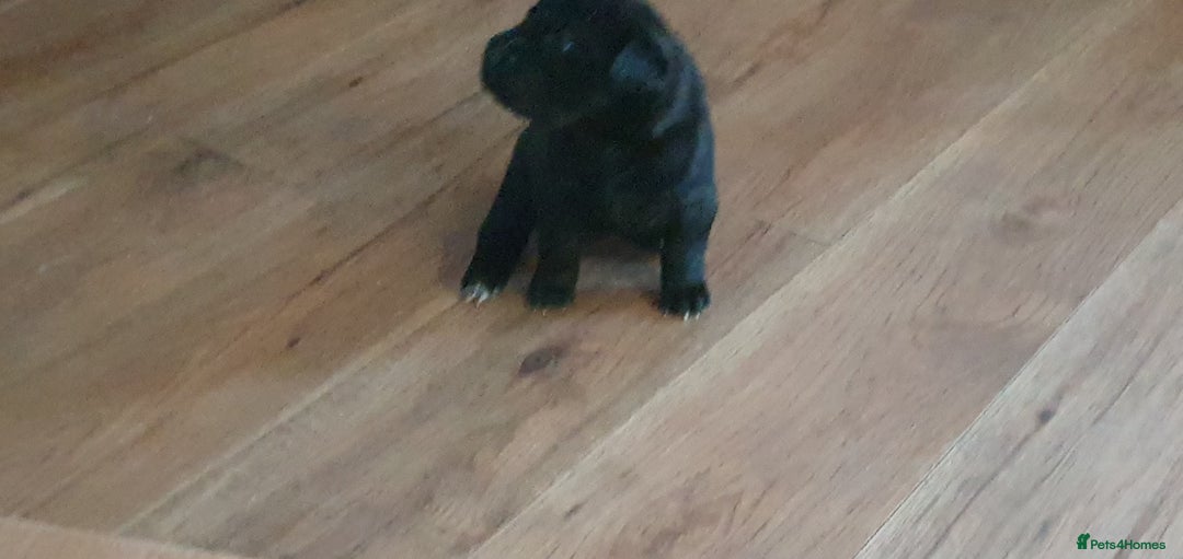 Mixed Breed dogs for sale: 3 beautiful bitches - Image 15