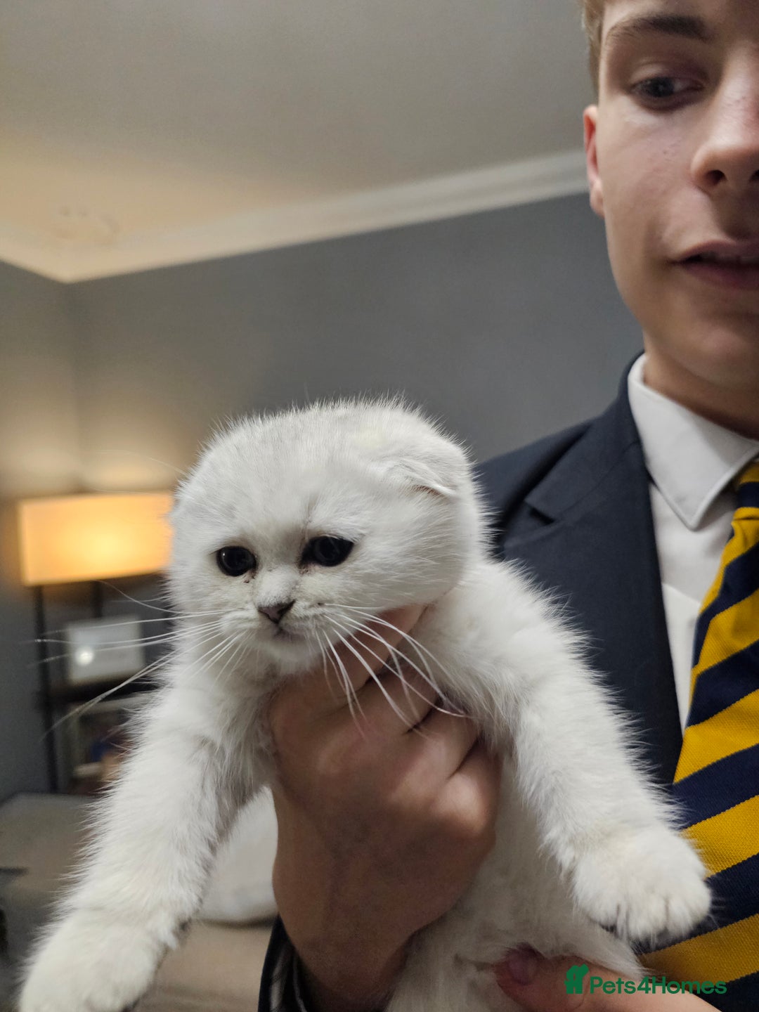Scottish Fold cats for sale: Stunning scottish folds - Advert 17