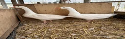 Ducks poultry for sale: Indian runner, brown hens, Emden geese,call ducks  - Advert 7