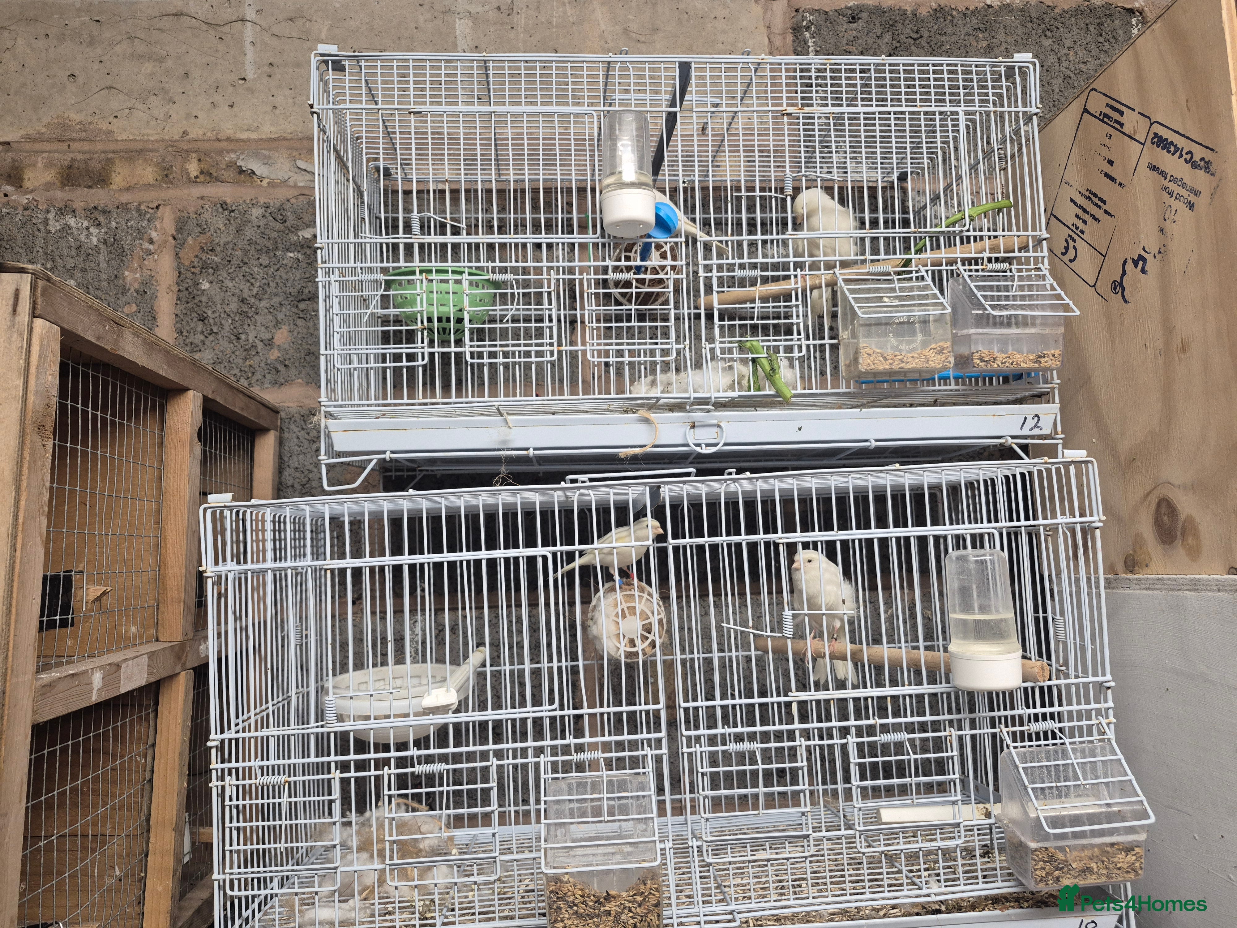 Mixed Breed birds Mix bird - Advert 19