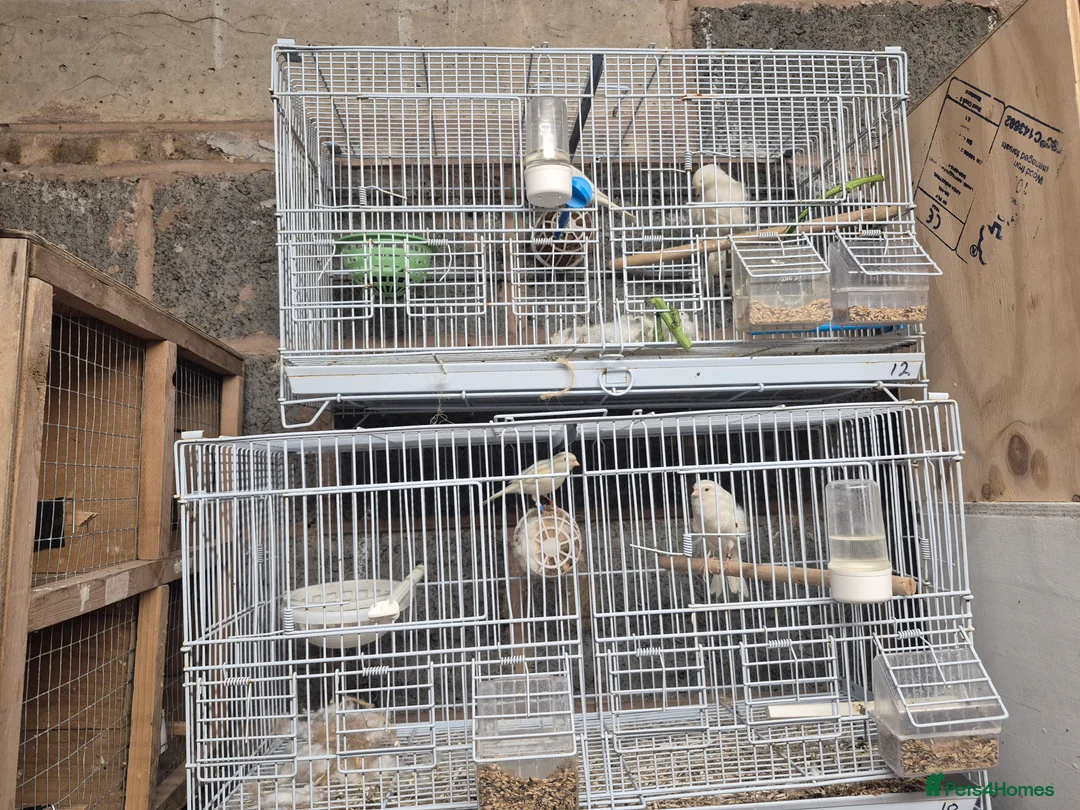 Mixed Breed birds for sale: Mix bird - Advert 1