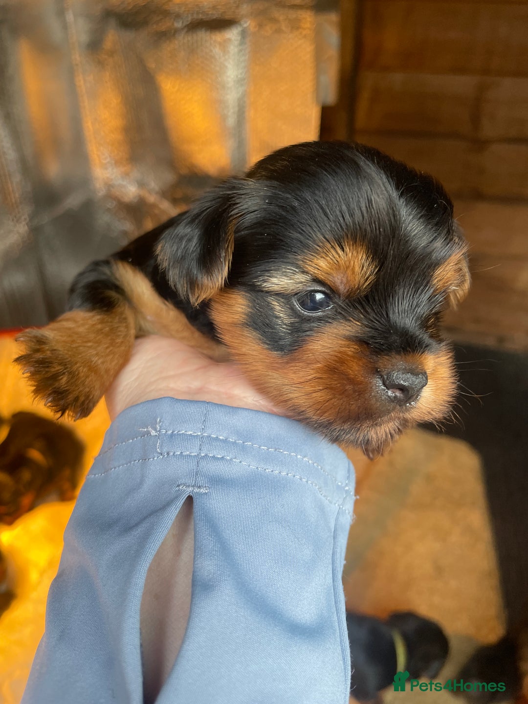 Yorkshire Terrier dogs for sale: Black and tan Yorkshire terrier puppies - Advert 16