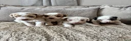 Cavapoo dogs for sale: Ready Now extensively health tested cavapoo - Advert 15