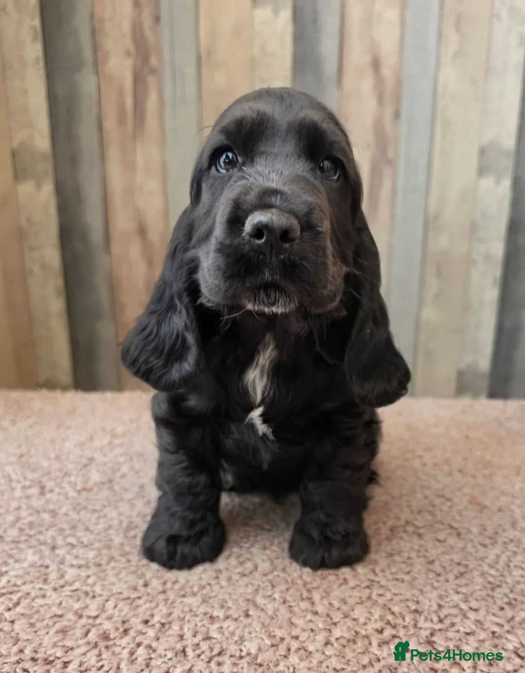 Cocker Spaniel dogs for sale: Show quality!  in Wisbech - Advert 1