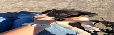 Orange collar 