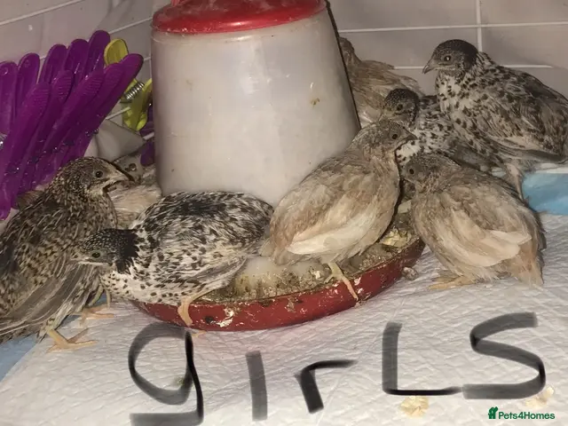 Quail poultry for sale: SEXED QUAILS, CHINESE PAINTED BUTTONS ! - Advert 2