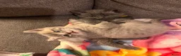 Ragdoll cats for sale: Beautiful Ragdoll cross kittens  - Advert 9