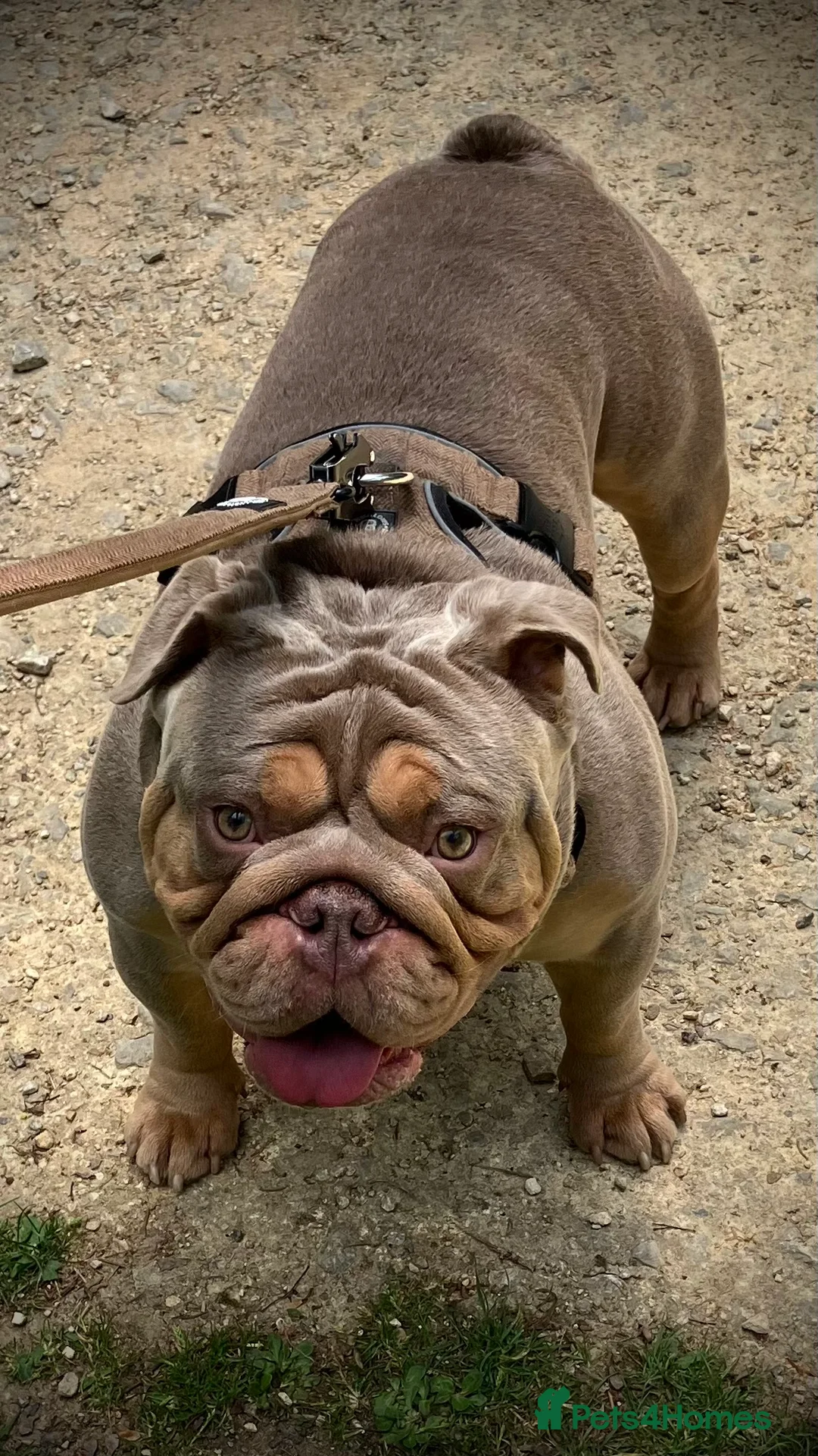 English Bulldog dogs for stud: ⭐️Proven English Bulldog available for stud⭐️ in Solihull - Advert 3