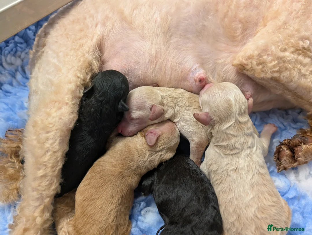 Toy Poodle dogs for sale: Stunning KC Reg Toy Poodle Puppies  - Advert 2