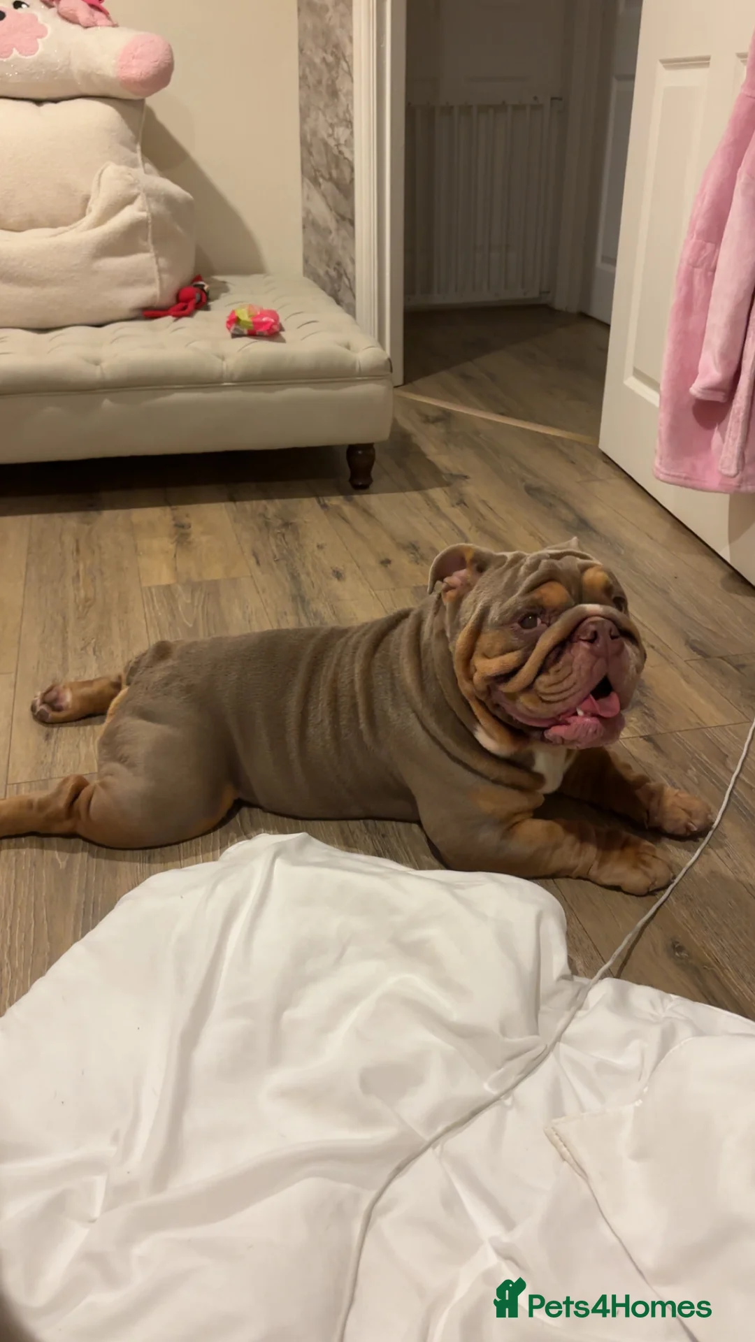 English Bulldog dogs for stud: Luna effect bulldog  - Advert 7