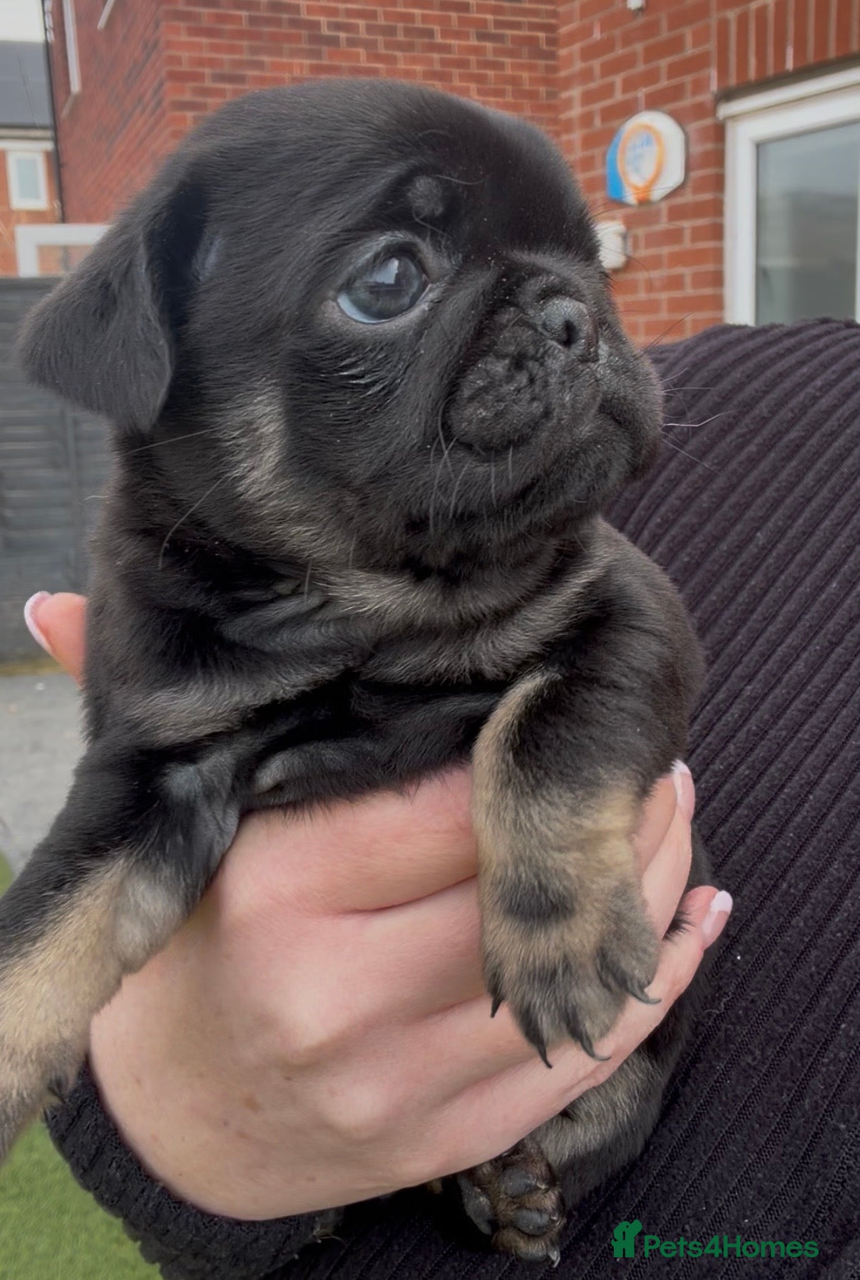 Pug dogs Pug puppies, all reserved apart from 1 girl.  - Advert 9