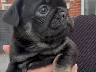 Pug dogs Pug puppies, all reserved apart from 1 girl. - Advert 11