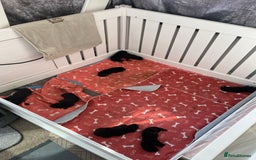 Labrador Retriever dogs for sale: Pedigree foxred labs for sale 7 boys and 1 female  - Image 4