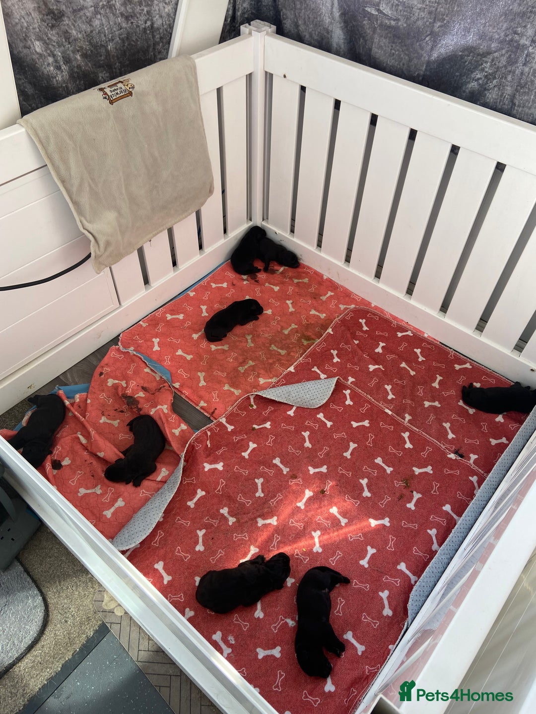 Labrador Retriever dogs for sale: Pedigree foxred labs for sale 7 boys and 1 female  - Image 4