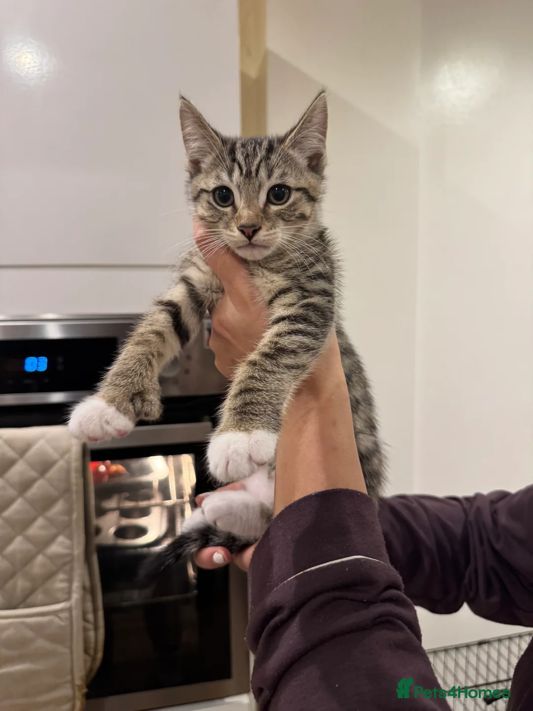 Mixed Breed cats for sale: Beautiful Kittens Ready for Their Forever Homes - Advert 4