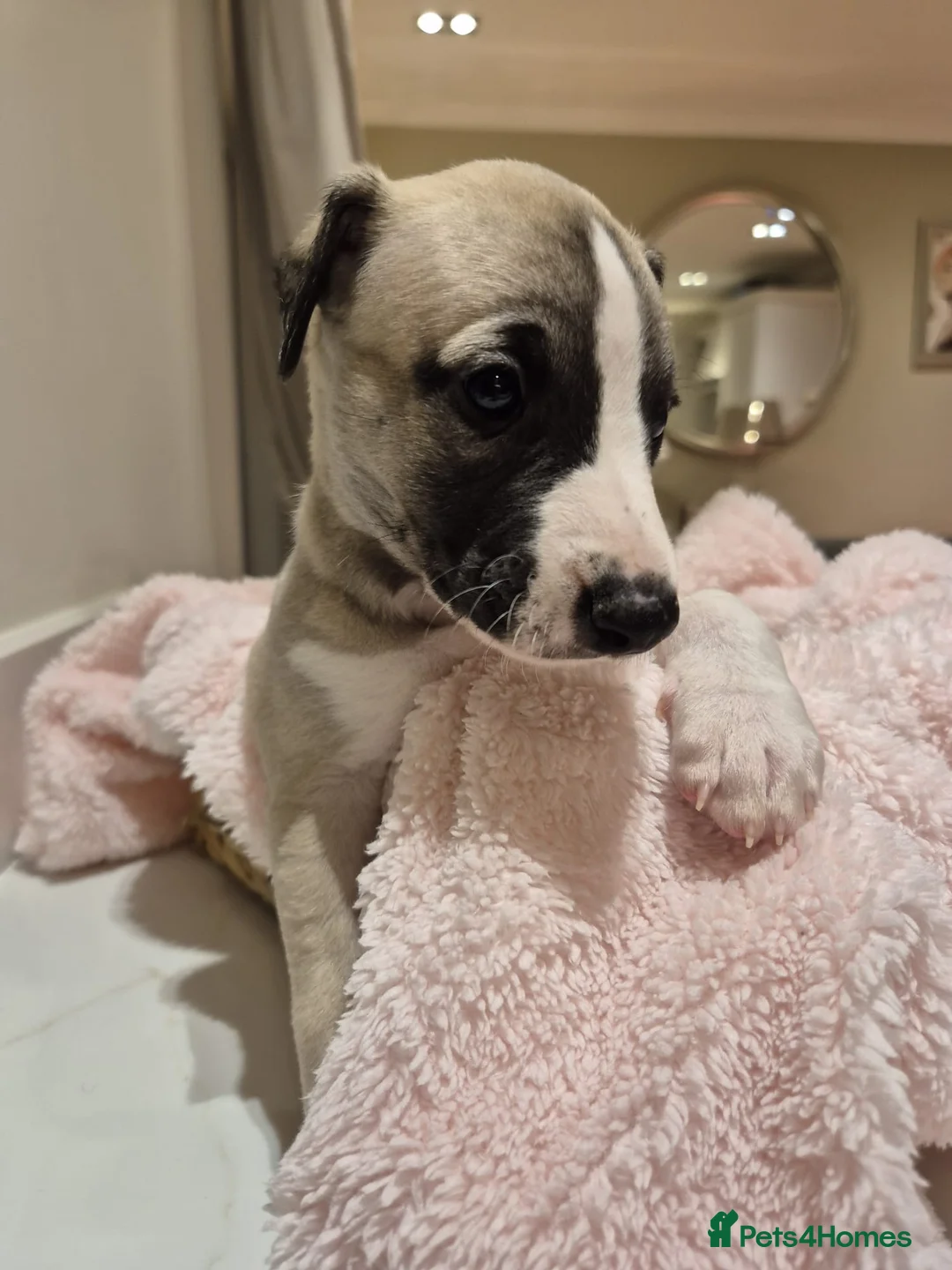 Whippet dogs for sale: Great quality Whippet puppies for sale - Advert 15