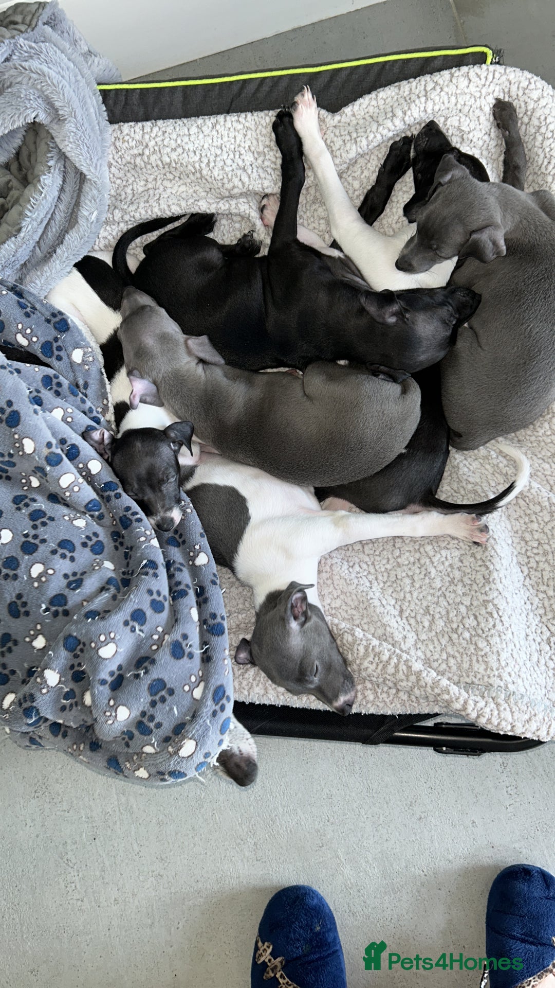 Italian Greyhound dogs for sale: Beautiful Italian greyhound puppies  - Image 15