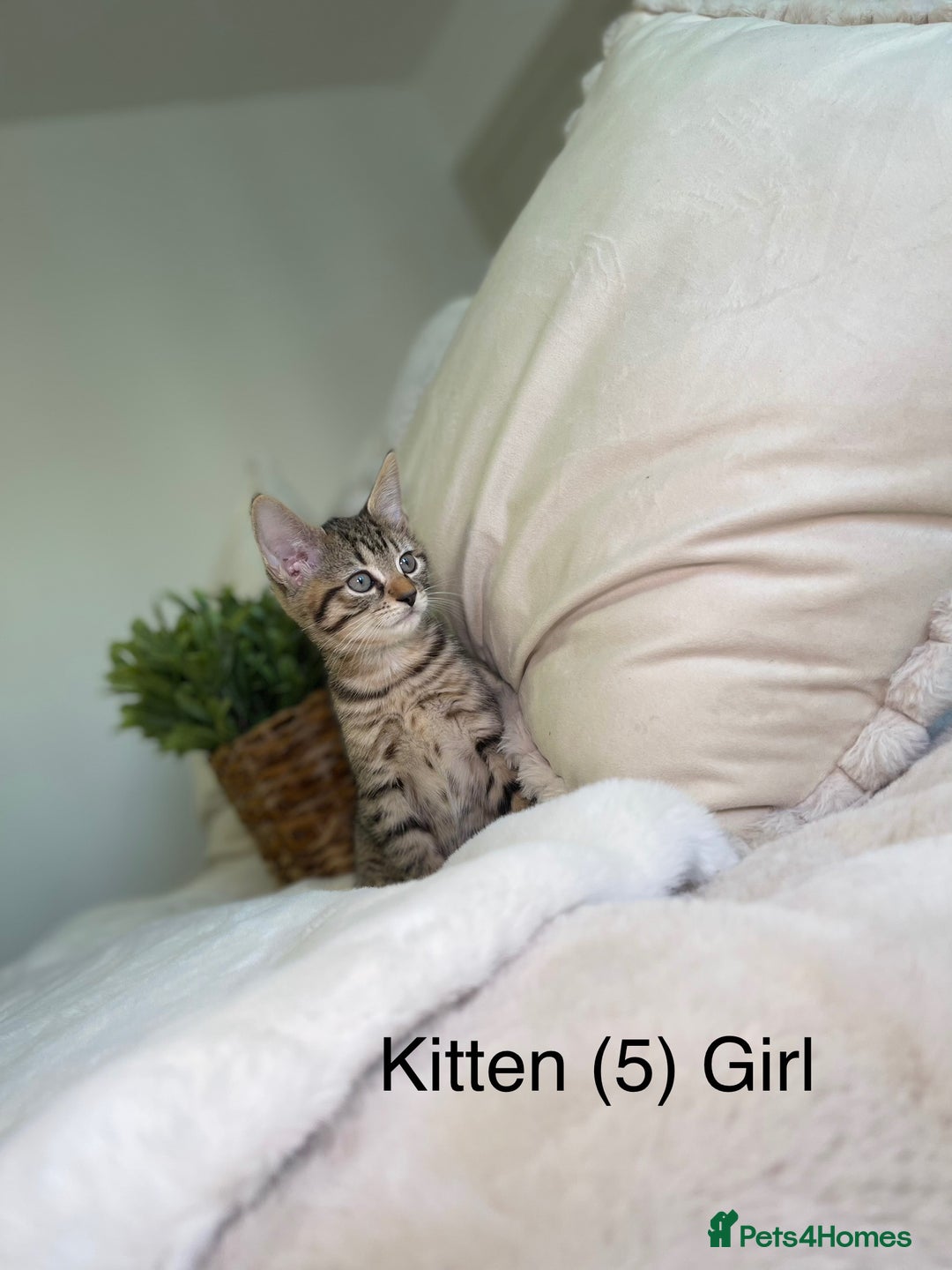 Mixed Breed cats for sale: 5 beautiful kittens 8 weeks old ready now  - Image 16
