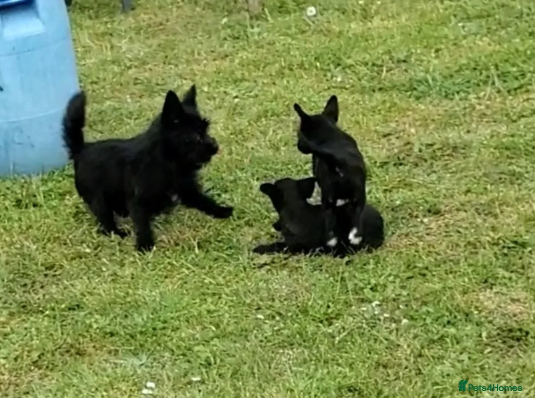 Mixed Breed dogs for sale: 3 Beautiful Jack Russell Cross Pups - Advert 12