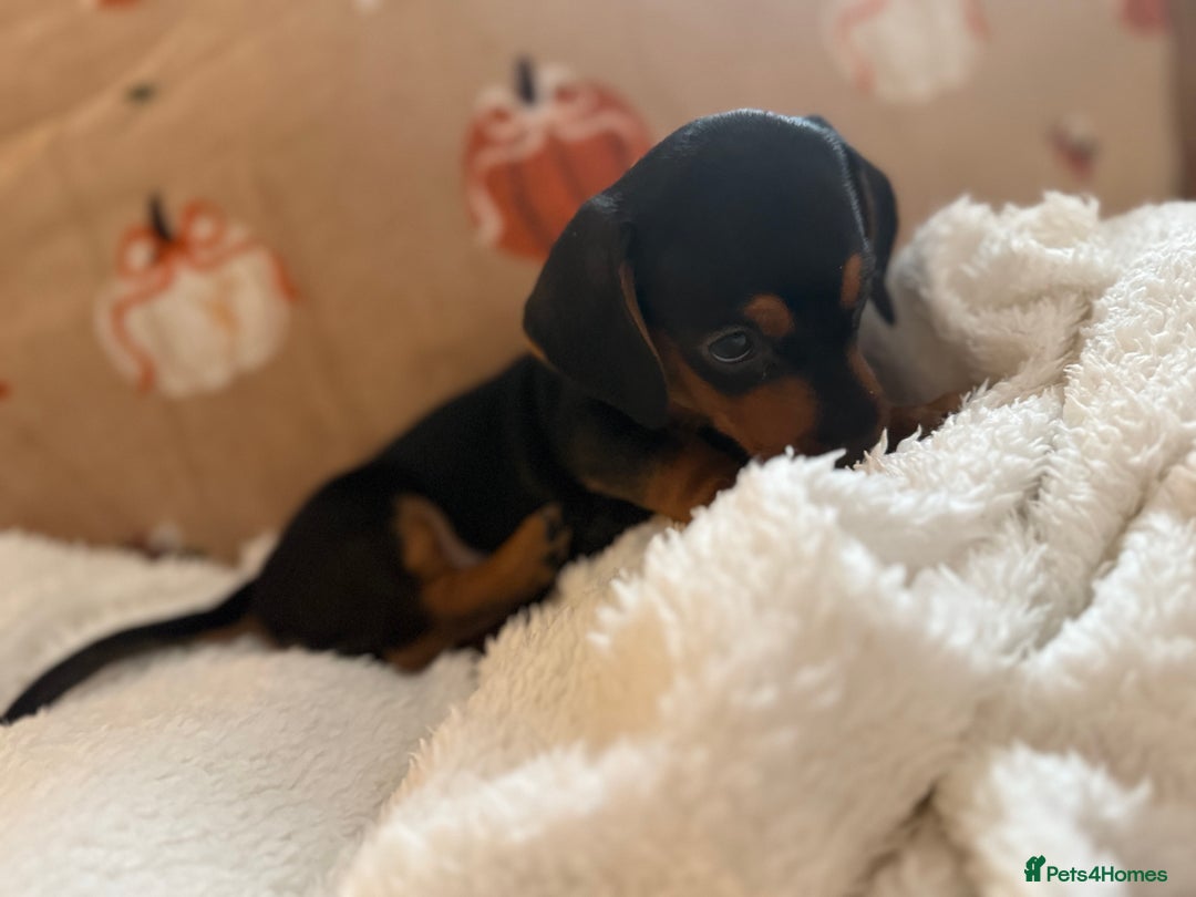 Miniature Dachshund dogs for sale: Top quality Miniature dachshund puppies. - Image 6