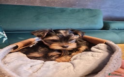 Yorkshire Terrier dogs for sale: Puppies for sale  - Image 4