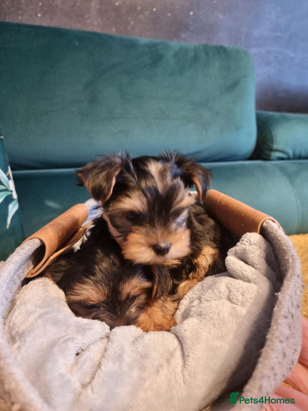 Yorkshire Terrier dogs for sale: Puppies for sale  - Image 4