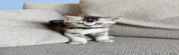 Scottish Fold cats for sale:  *2 Last boys left Pure Scottish Straight  - Advert 17