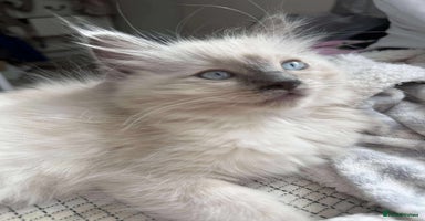Ragdoll cats - Advert 6