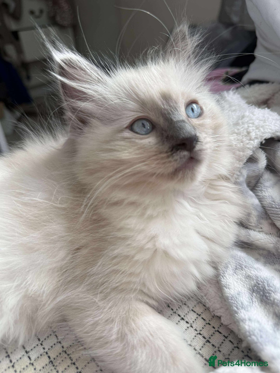 Ragdoll cats for sale: pure ragdoll - Image 3