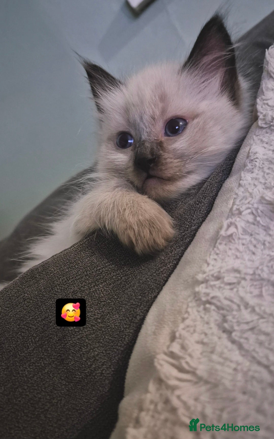 Ragdoll cats 1 Ragdoll Boy left / Parents health tested 💖 - Advert 1