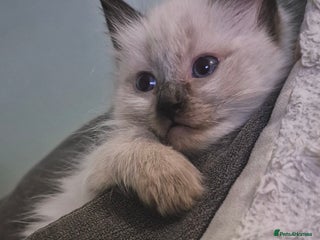 Ragdoll cats 1 Ragdoll Boy left / Parents health tested 💖 - Advert 1