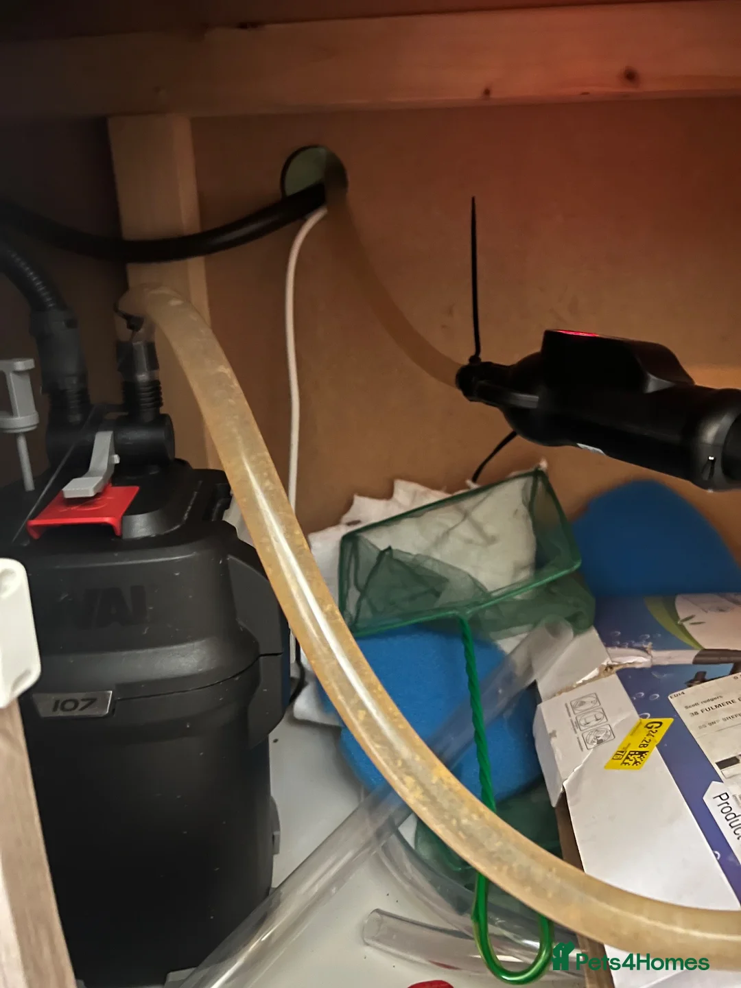 Piranhas fish for sale: Piranha tank  - Advert 4