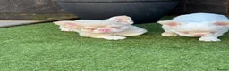 French Bulldog dogs for sale: Fluffy pink French bulldogs - Advert 13