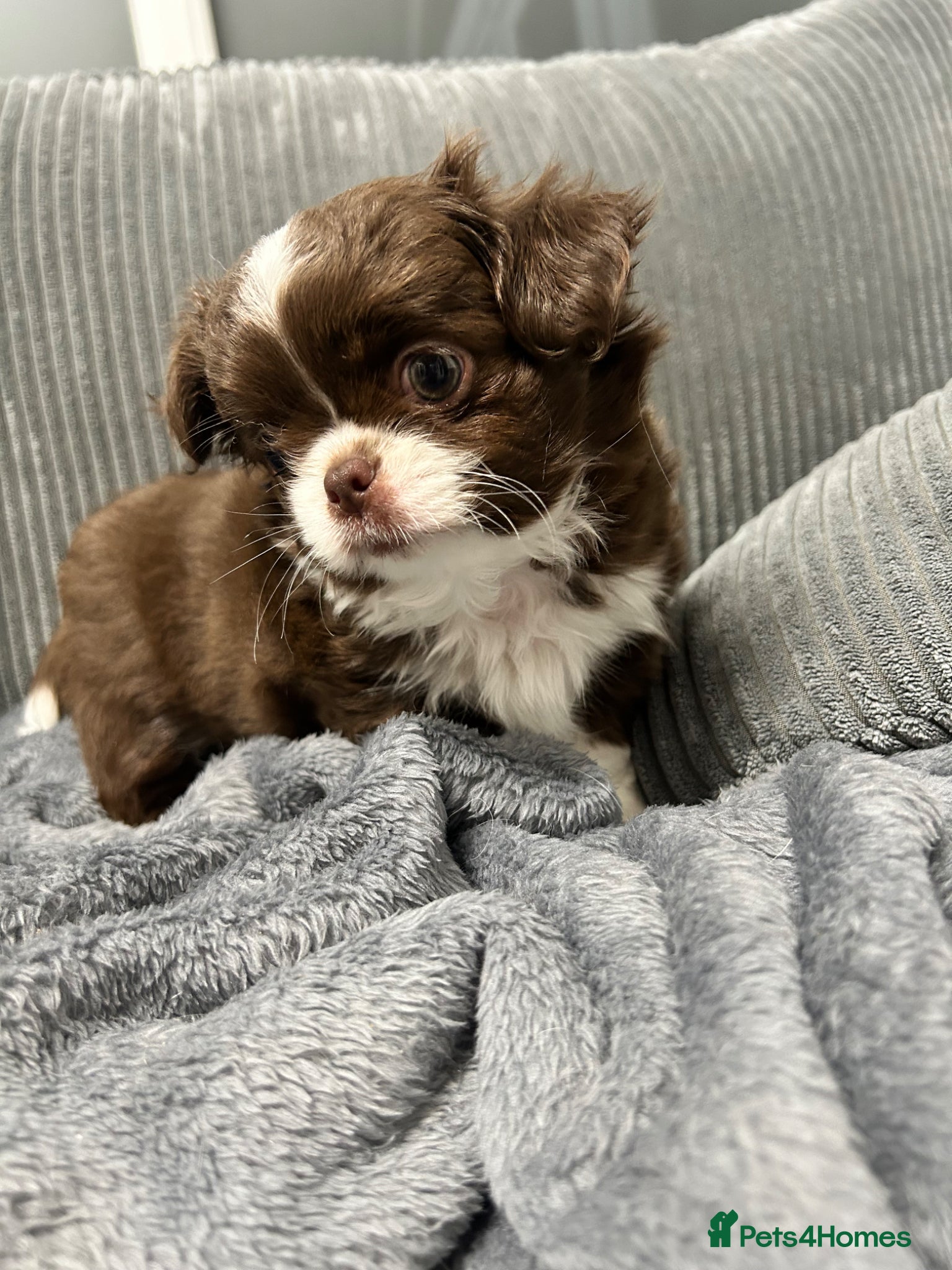 Chihuahua dogs LONG COAT KC CHIHUAHUA’S - Advert 5