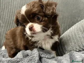 Chihuahua dogs LONG COAT KC CHIHUAHUA’S - Advert 1