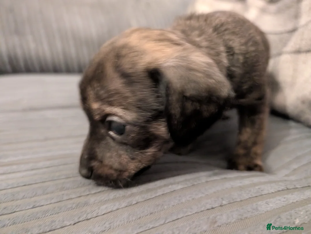 Mixed Breed dogs for sale: Beautiful small mixed breed puppies for sale - Advert 4